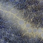 Azeza Possum Aboriginal Art
