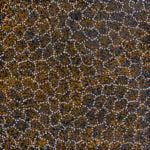 Cindy Morton Pwerle Aboriginal Art