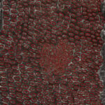 Ngoia Pollard Napaltjarri Aboriginal Art