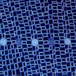Walala Tjapaltjarri Aboriginal Art