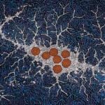 Khatija Possum Aboriginal Art