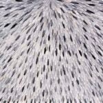 Raymond Walters Aboriginal Art