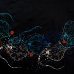 Anthony Walker Aboriginal Art