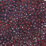 Eileen Bird Nungarai Aboriginal Art