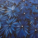 Margaret Scobie Aboriginal Art
