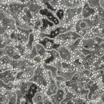 Grace Brown Aboriginal Art