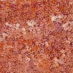 Belinda Golder Kngwarreye Aboriginal Art