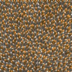 Abie Loy Kemarre Aboriginal Art