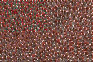 Abie Loy Kemarre Aboriginal Art