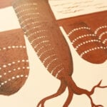 Mark Nodea Aboriginal Art