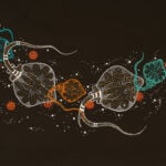 Anthony J Walker Aboriginal Art
