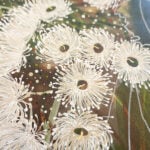 Anthony J Walker Aboriginal Art