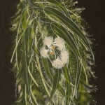 Anthony J Walker Aboriginal Art