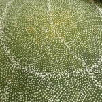 Sarrita King Aboriginal Art